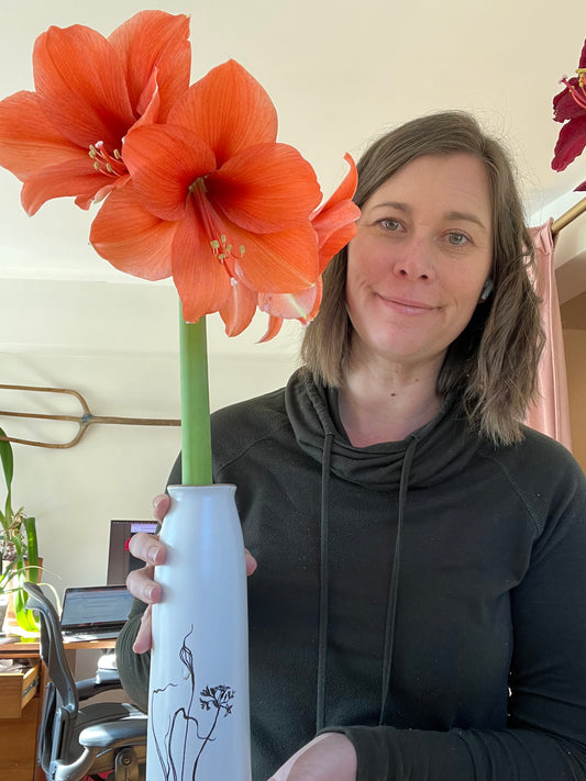 Amaryllis Rilona - cut flower in vase