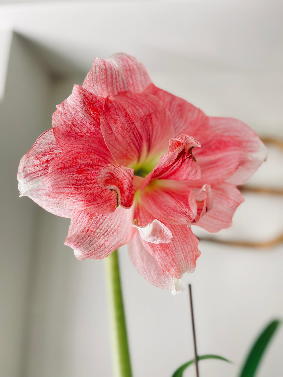 Help your Amaryllis Re-Bloom