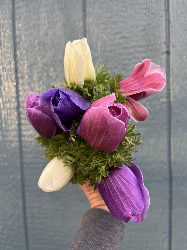 Week 2 Example: Anemones