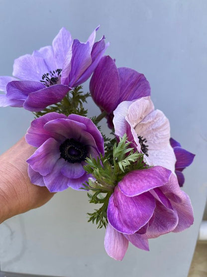 Bouquet Subscription | Petite |  7-Weeks March - April