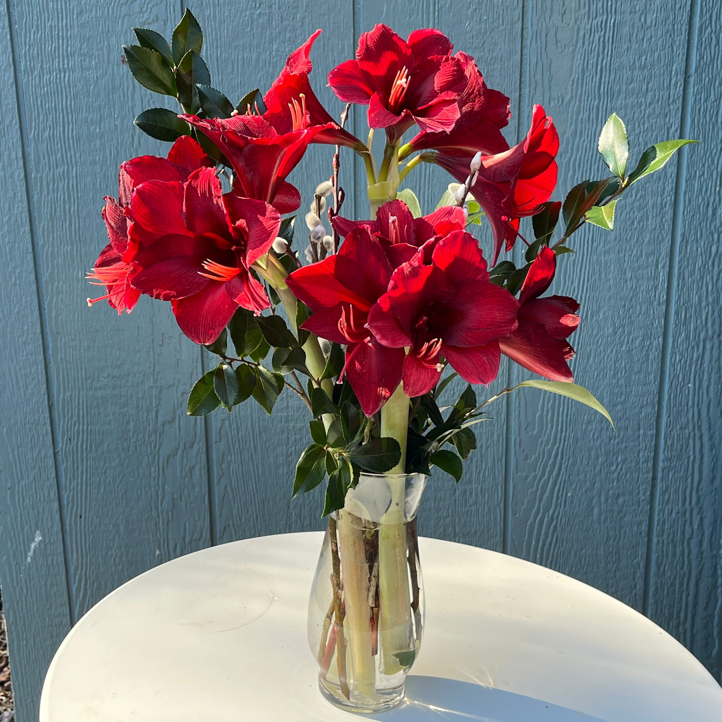 Red Amaryllis vased arrangement