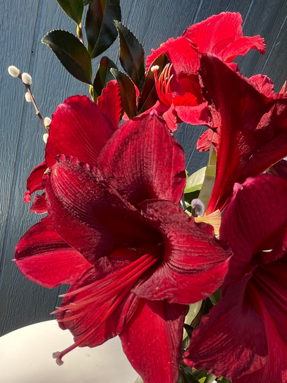 Red Amaryllis vased arrangement