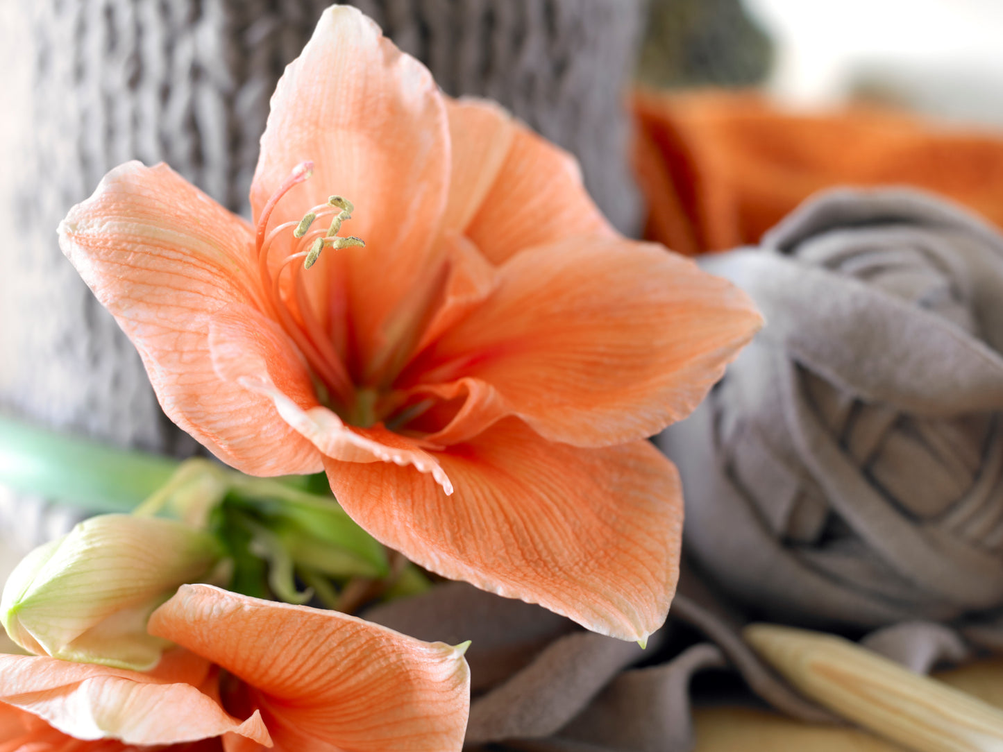 Amaryllis Rilona - in Premium Pot