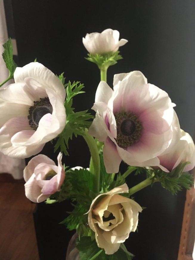 Week 2 example: Anemones