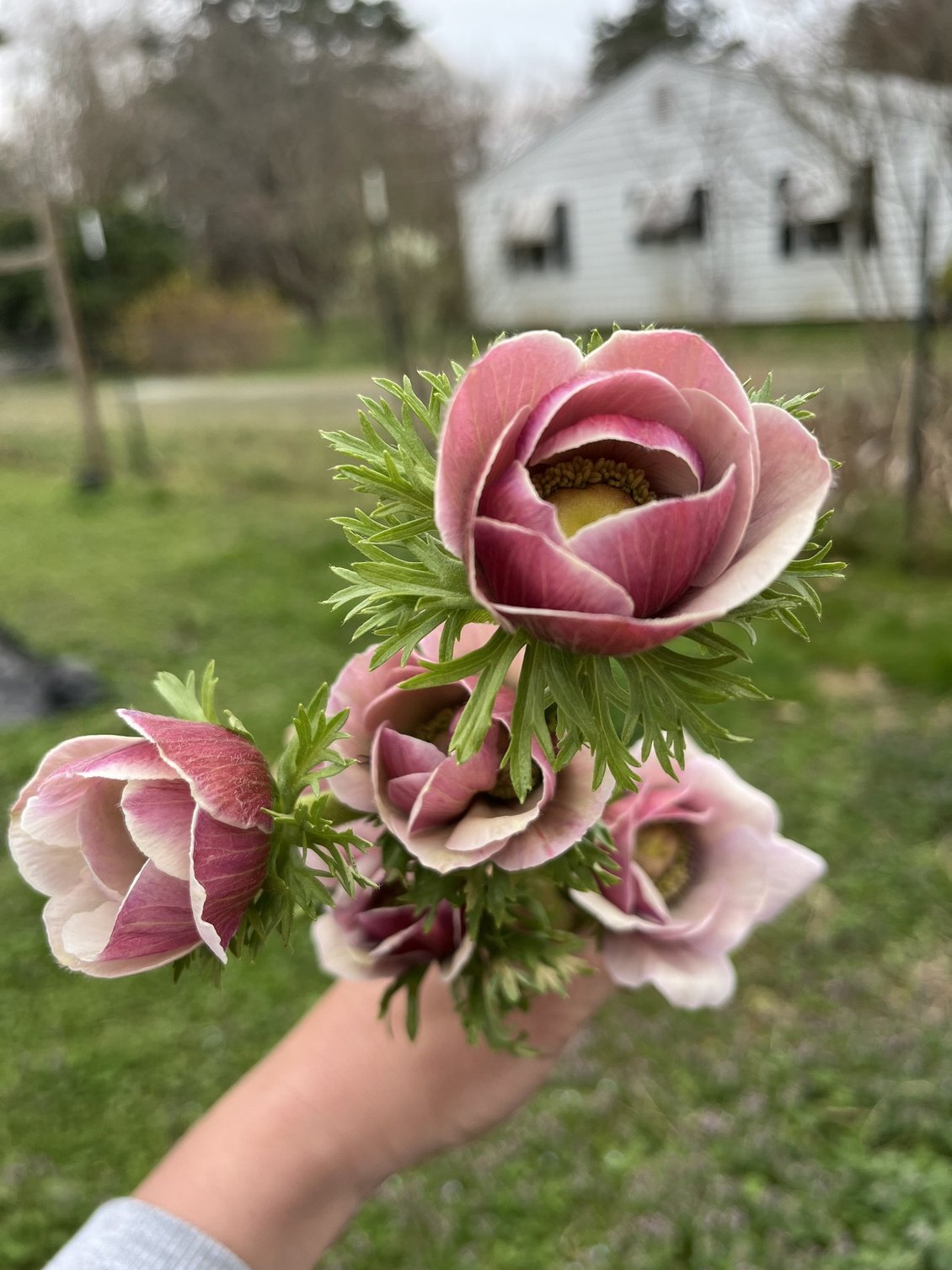 Spring Premium Bouquets – 7-Week Subscription