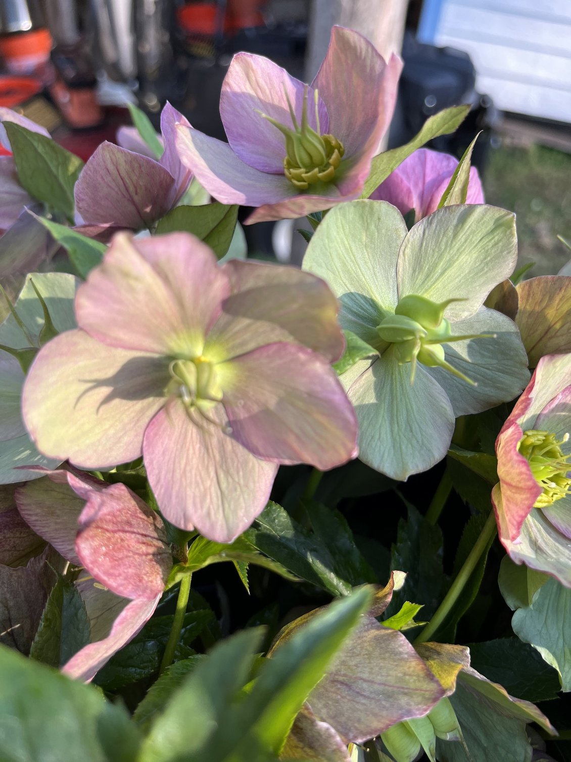 Spring Premium Bouquets – 7-Week Subscription