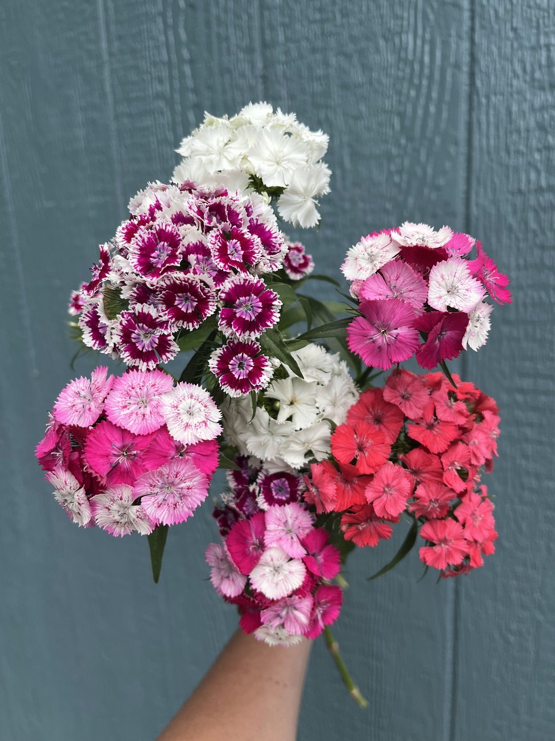 Week 4 Example: Sweet William