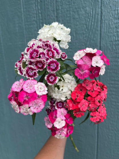 Week 4 Example: Sweet William