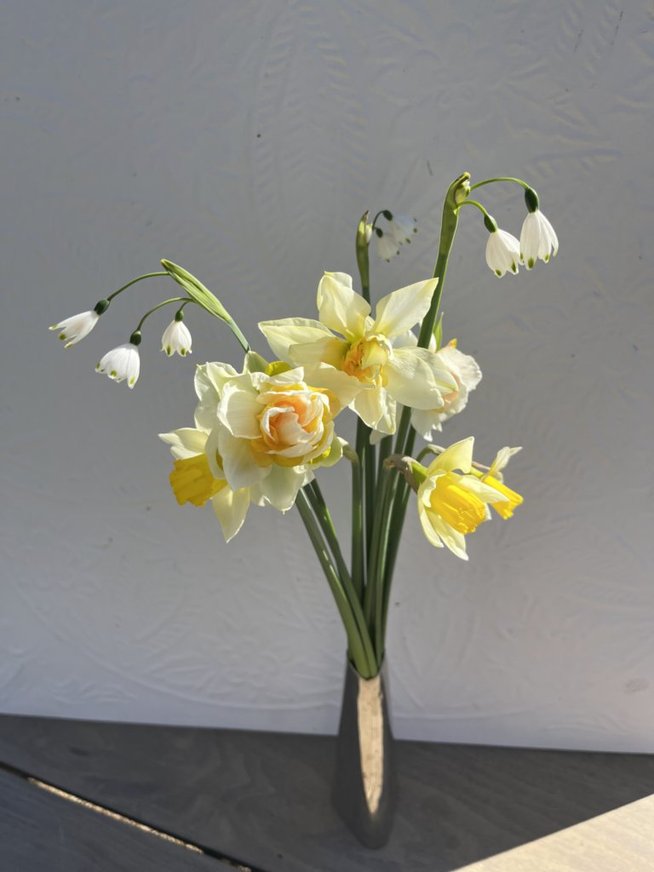 Week 1 Example: Narcissus and Leucojum