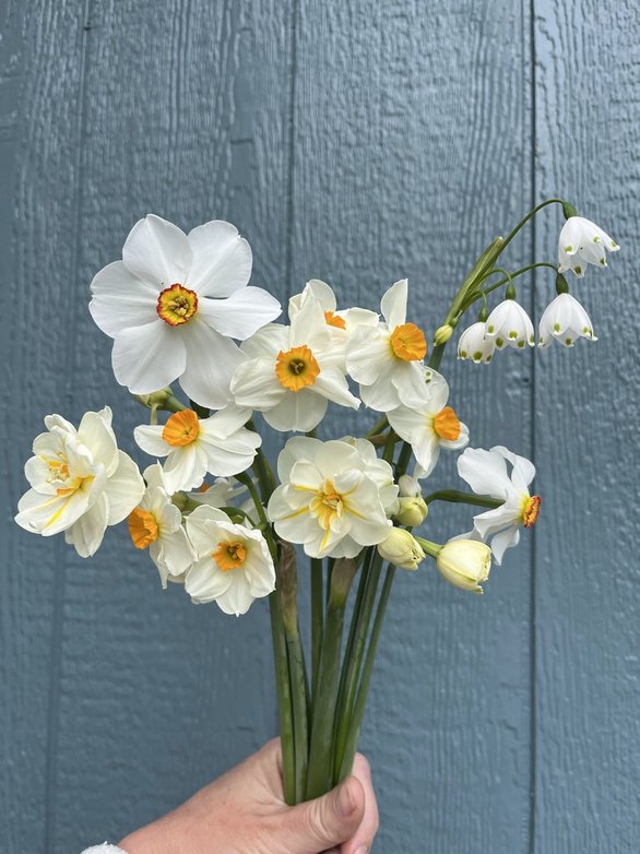 Week 1 Example: Narcissus and Leucojum
