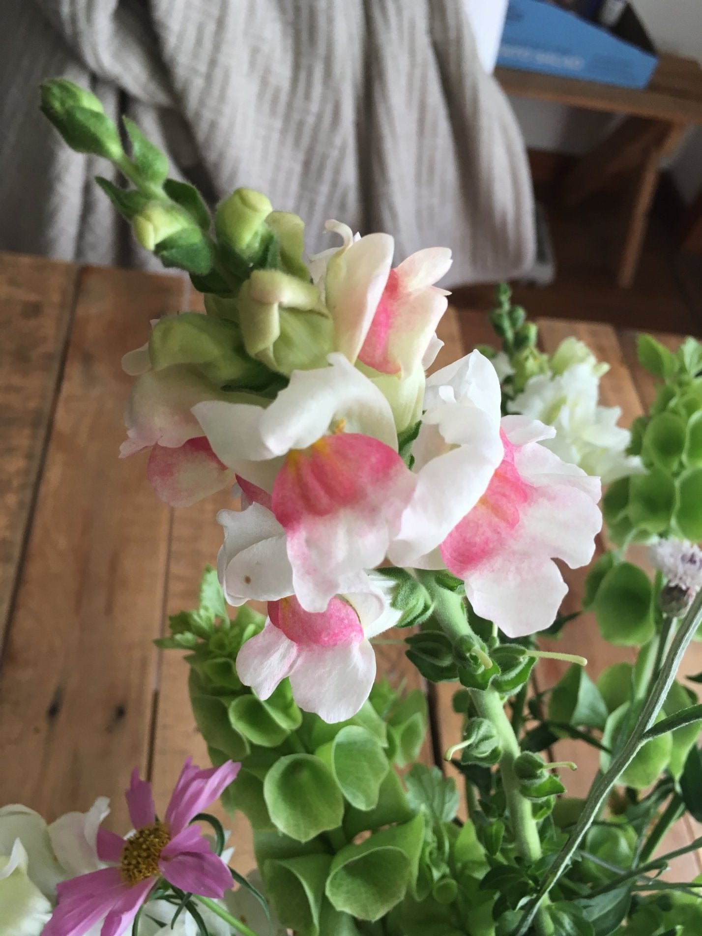 Week 5: Appleblossom snapdragon is the most likely variety you'll receive