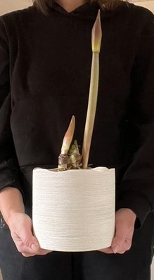 Amaryllis 'Mandela' - in Premium Pot