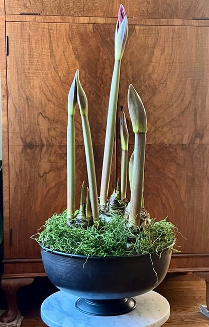 Amaryllis 'Mandela' - 3 bulbs in Metal Urn