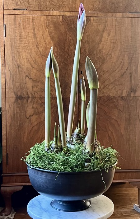 Amaryllis 'Mandela' - 3 bulbs in Metal Urn