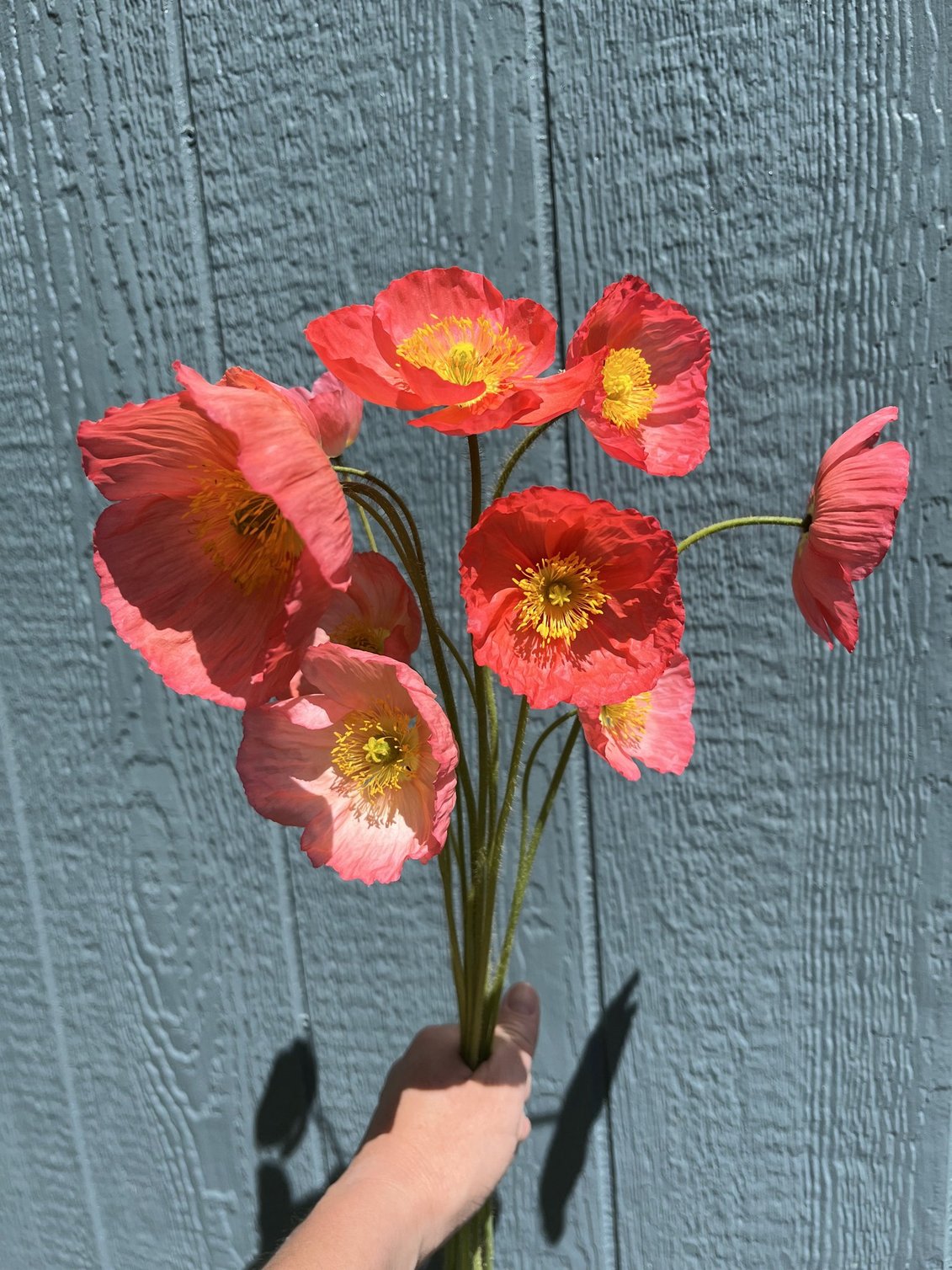 Week 3 Example: Icelandic Poppies