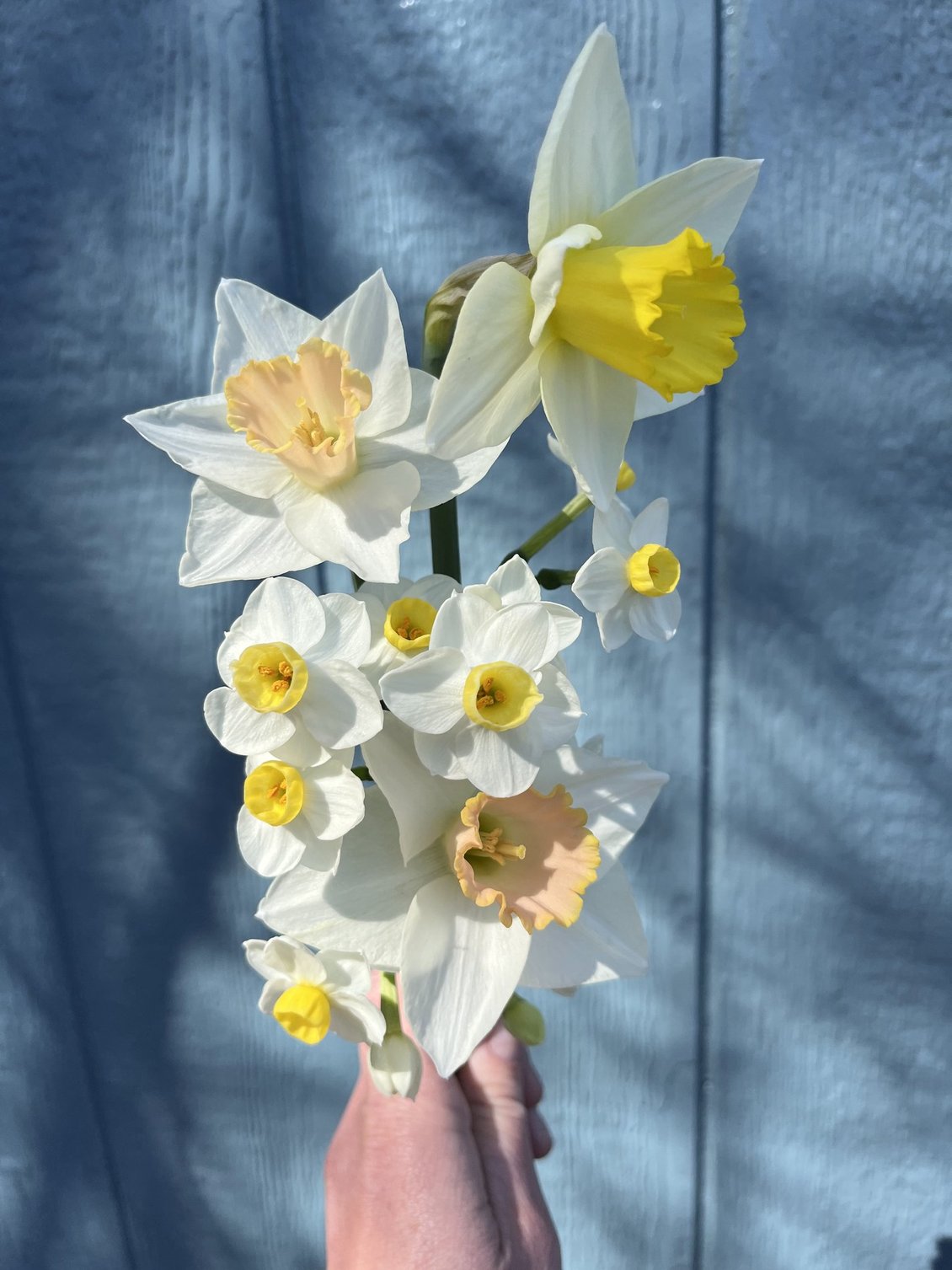 Spring Premium Bouquets – 7-Week Subscription