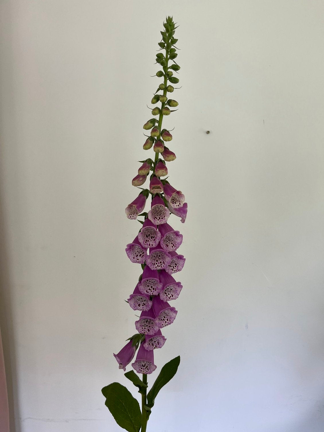 Spring Premium Bouquets – 7-Week Subscription