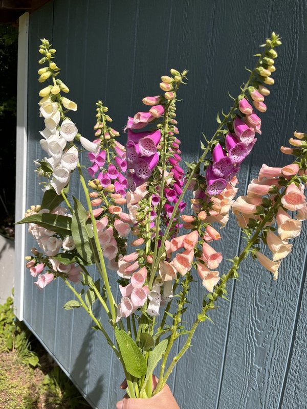 Bouquet Subscription | Abundant | 7 Weeks - March - April