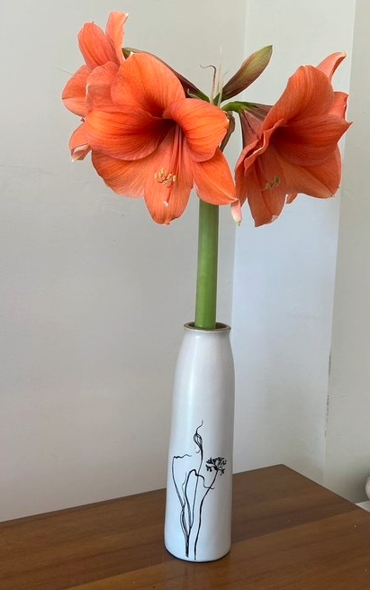 Amaryllis Rilona - cut flower in vase