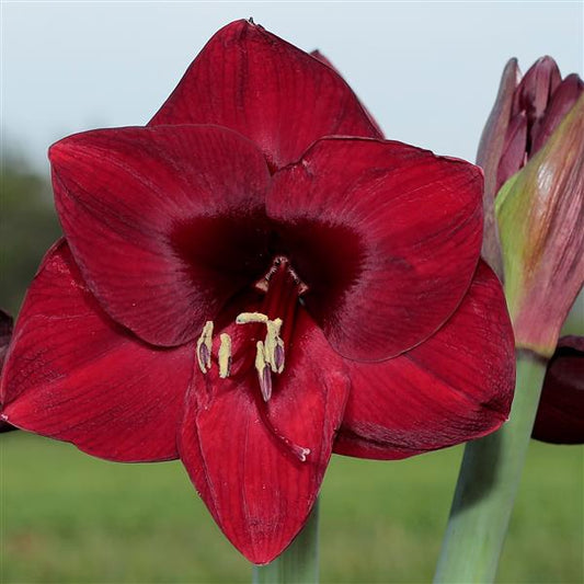 Amaryllis 'Mandela' - Premium Pot