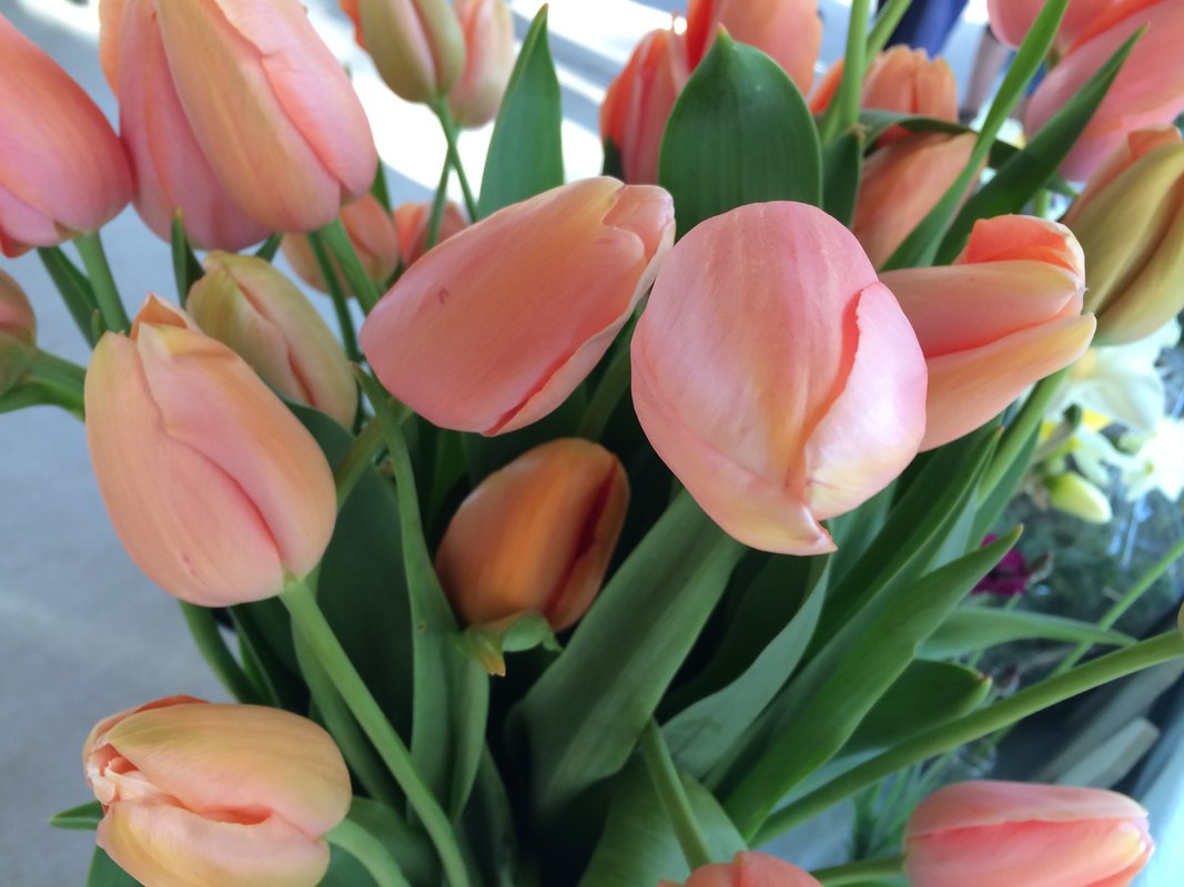 Bouquet Subscription | Abundant | 7 Weeks - March - April