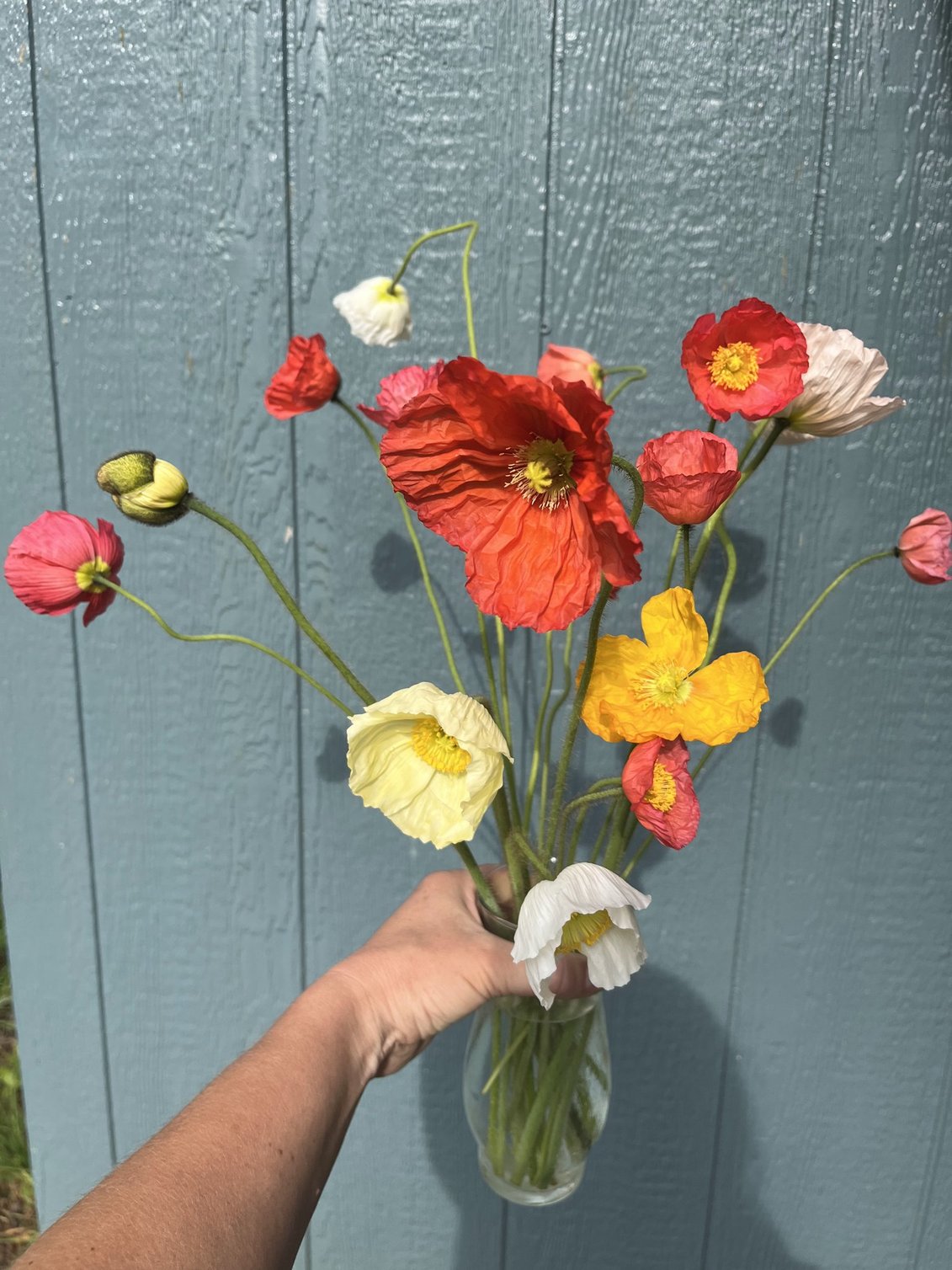 Week 3 Example: Icelandic & Colibri Poppies