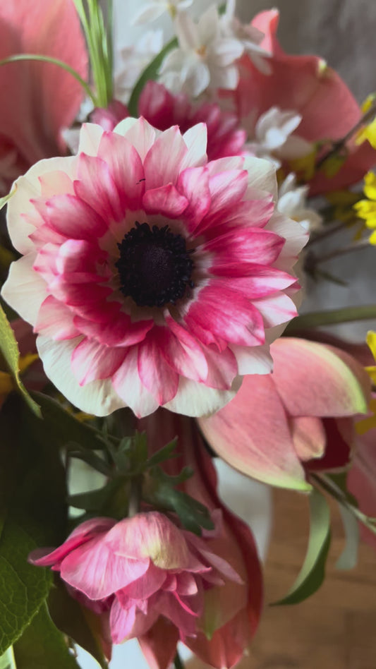 Peach Marmelade - Medium