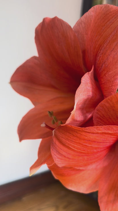 Amaryllis Rilona - cut flower in vase