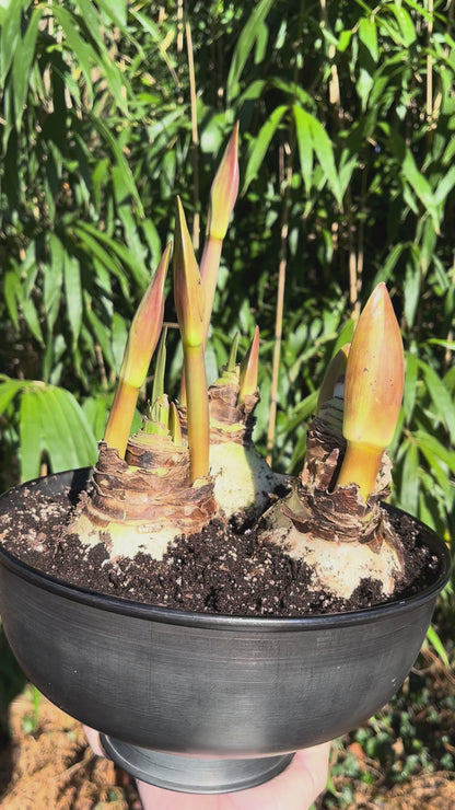 Amaryllis 'Mandela' - 3 bulbs in Metal Urn