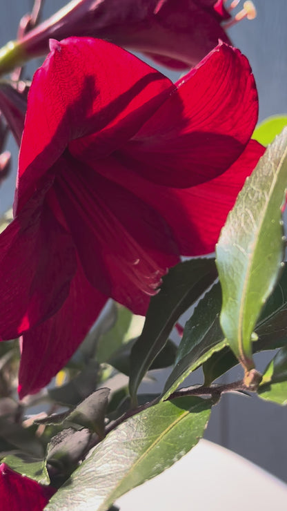 Red Amaryllis vased arrangement