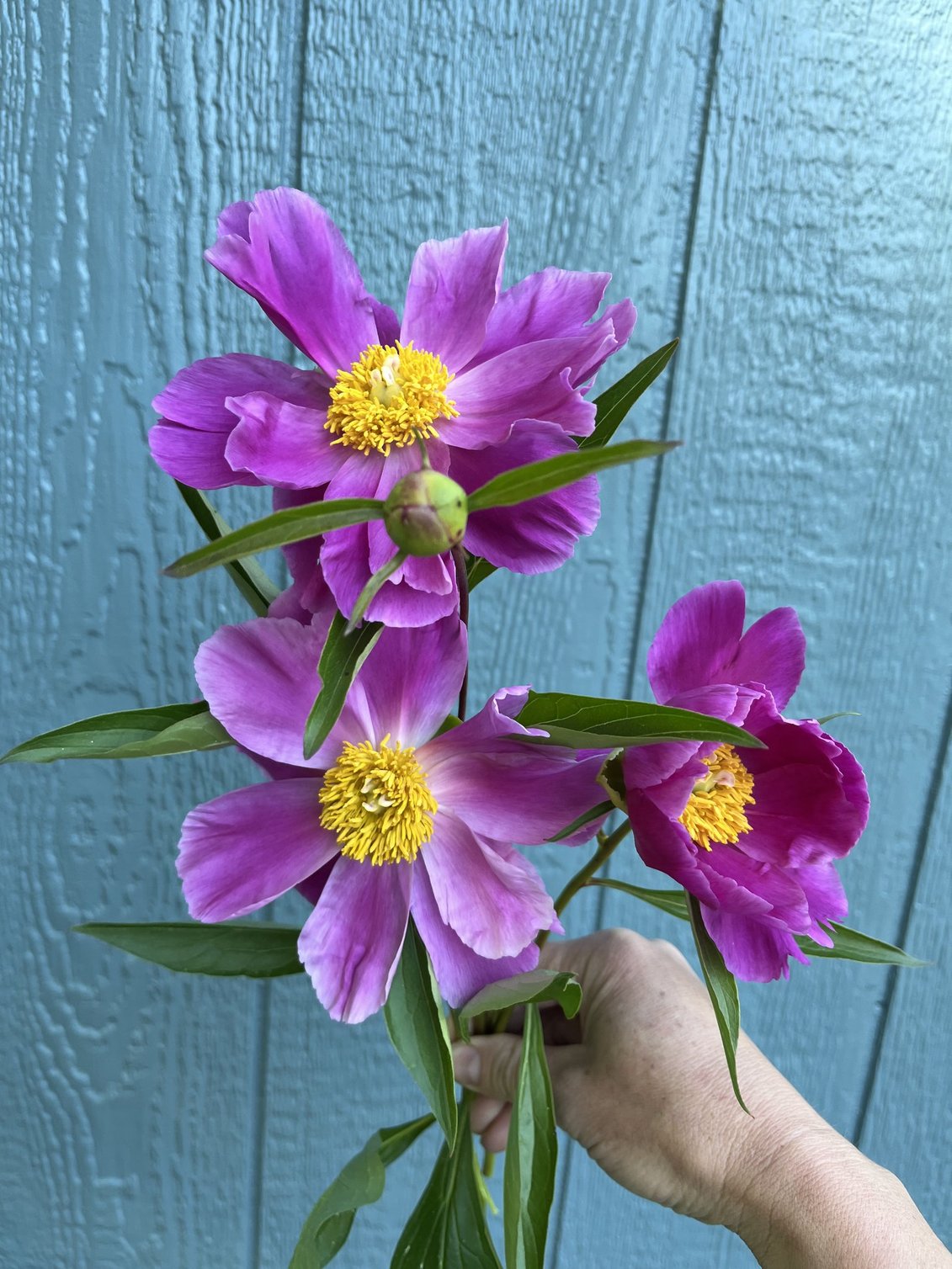 Week 6 Example: Single Peonies