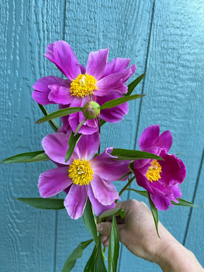 Week 6 Example: Single Peonies