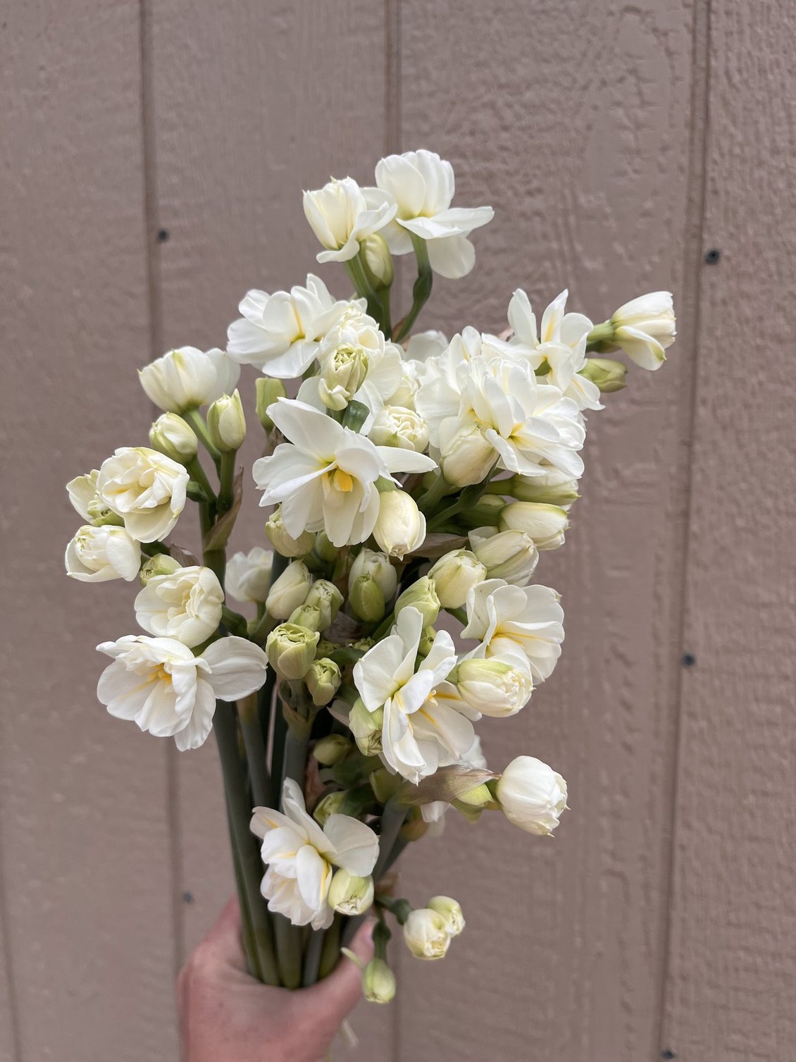 Spring Premium Bouquets – 7-Week Subscription