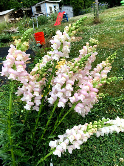 Week 4 Example: Snapdragons